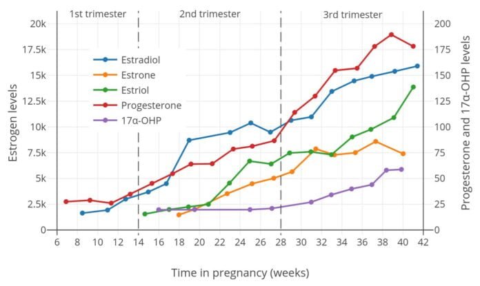 File:Estrogen and progesterone levels during pregnancy in women.png - a bottle of pills and a pile o